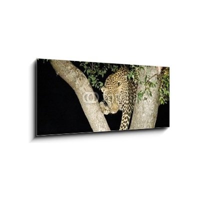 Obraz 1D panorama - 120 x 50 cm - leopard leopard panther Jižní Afrika – Hledejceny.cz