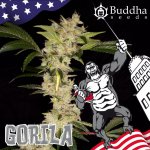 Buddha Seeds Gorila semena neobsahují THC 1 ks – Sleviste.cz