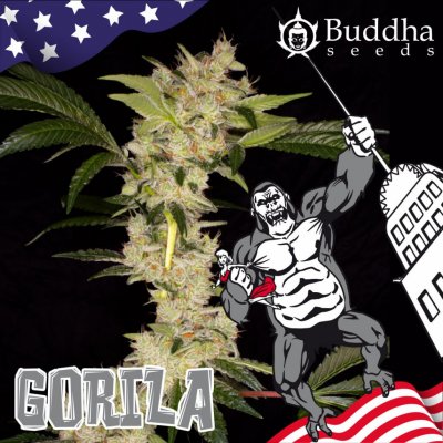 Buddha Seeds Gorila semena neobsahují THC 1 ks – Sleviste.cz