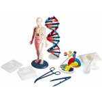 Albi Lidské tělo – Zboží Dáma