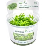 Micranthemum tweediei – Zbozi.Blesk.cz