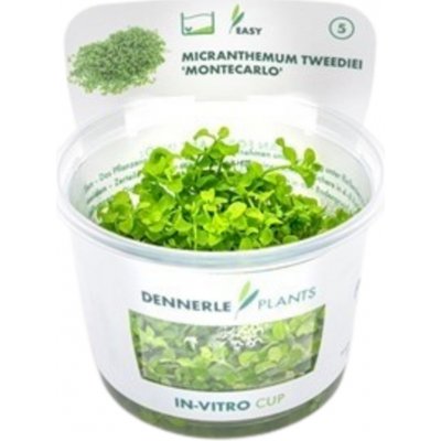 Micranthemum tweediei – Zbozi.Blesk.cz