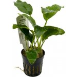 Anubias barteri - Anubias Barterův – Zbozi.Blesk.cz