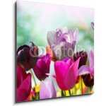 Obraz 1D - 50 x 50 cm - Beautiful spring flowers, tulips Krásné jarní květiny, tulipány – Sleviste.cz