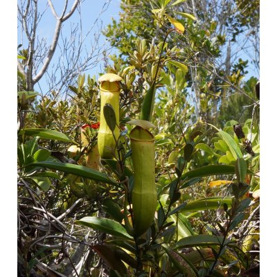 Láčkovka madagaskarská - Nepenthes madagascariensis - semena - 10 Ks
