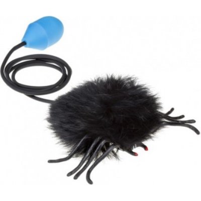 Pavouk skákací – Sleviste.cz