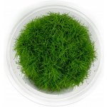 Eleocharis parvula – Sleviste.cz