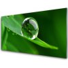 Obraz akrylový obraz List Voda Kapka Rostlina 100x50 cm