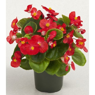 Begonie Super Olympia červená F1 - Begonia semperflorens - osivo begónie - 12 ks – Zbozi.Blesk.cz