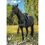 Pohlednice Kůň 99 – Sleviste.cz