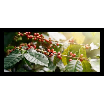 Obraz s hodinami 1D panorama - 120 x 50 cm - Fresh coffee beans on bunch trees. Čerstvá kávová zrna na parta. – Hledejceny.cz