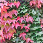 Přísavník trojcípý Parthenocissus tricuspidata semena 7 ks – Sleviste.cz