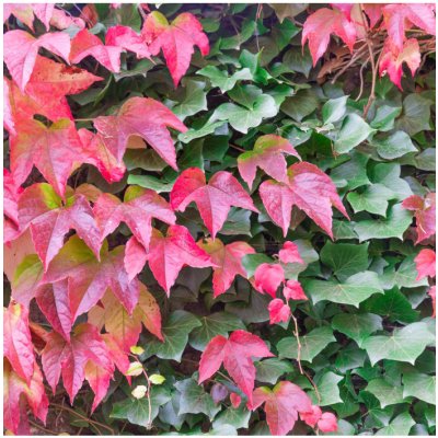 Přísavník trojcípý Parthenocissus tricuspidata semena 7 ks – Sleviste.cz