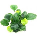 Anubias barteri coin Leaf – Hledejceny.cz