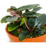 Bucephalandra sordidula Blue – Zboží Mobilmania