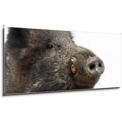 Obraz 1D panorama - 120 x 50 cm - Wild boar, also wild pig, Sus scrofa, 15 years old Divoké prase, také divoké prase, Sus scrofa, 15 let – Hledejceny.cz