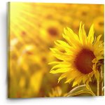 Sablio Obraz Slunečnice 3 - 110x110 cm – Hledejceny.cz