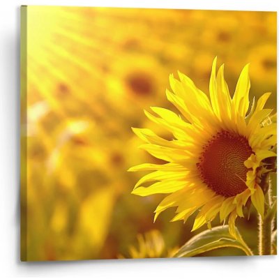 Sablio Obraz Slunečnice 3 - 110x110 cm – Hledejceny.cz