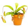 Květina Gardners Nepenthes alata, průměr 12 cm Láčkovka