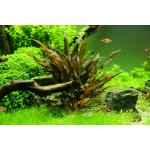 Cryptocoryne wendtii - Kryptokoryna Wendtova – HobbyKompas.cz