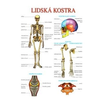 Lidská kostra a svalstvo tabulka A4