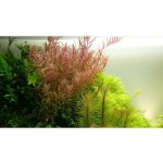 Rotala rotundifolia - Kolovka okrouhlolistá – Zboží Dáma