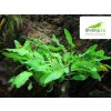 Akvarijní rostlina I--Z Kryptokoryna Green crisped leaf