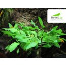 Kryptokoryna Green crisped leaf