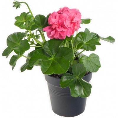 Výhodné balení 5x Muškát převislý, Pelargonium peltatum, světle růžový, velikost květináče 10 - 12 cm – Zboží Mobilmania