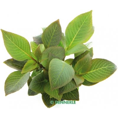 Hygrophila corymbosa Kompakt – Hledejceny.cz