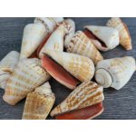 Dijk Natural Collection Mušle Strombus 100 g – Zboží Mobilmania