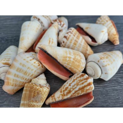 Dijk Natural Collection Mušle Strombus 100 g – Zboží Mobilmania