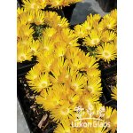 Delosperma congestum GOLDEN NUGGET - kosmatec – Hledejceny.cz