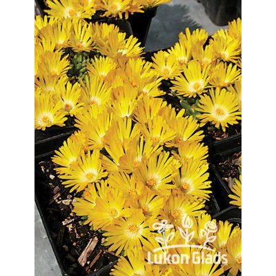 Delosperma congestum GOLDEN NUGGET - kosmatec – Hledejceny.cz