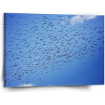 Sablio Obraz Hejno ptáků - 150x110 cm – Hledejceny.cz