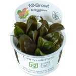 Echinodorus reni – Zboží Dáma Echinodorus reni – Zboží Dáma