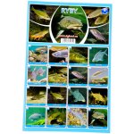 Pexeso: Sladkovodní ryby – Hledejceny.cz