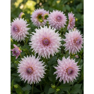 Jiřina 'Shiloh Noelle' 1 ks – Hledejceny.cz