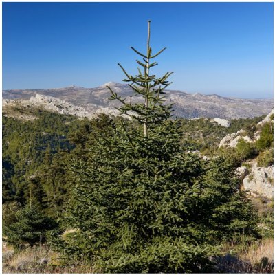 Jedle španělská - Abies pinsapo - osivo jedle - 7 ks – Zbozi.Blesk.cz