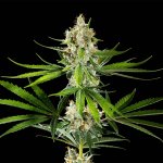 Kannabia Seeds Oreoz USA semena neobsahují THC 10 ks – Hledejceny.cz