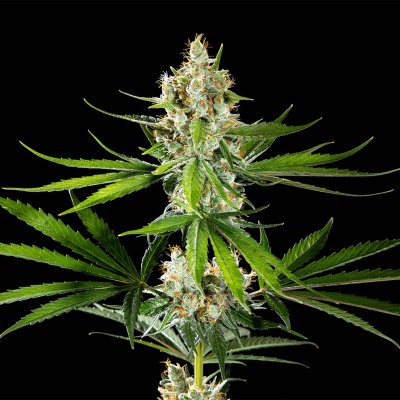 Kannabia Seeds Oreoz USA semena neobsahují THC 10 ks – Hledejceny.cz