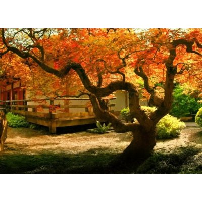 WEBLUX 37314697 Samolepka fólie Tree in an Asian Garden Strom v asijské zahradě rozměry 200 x 144 cm – Hledejceny.cz