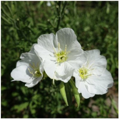 Pupalka zdobná bílá - Oenothera speciosa - semena pupalky - 20 ks – Zbozi.Blesk.cz
