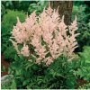 Čechrava Peach Blossom - Astilbe japonica - hlízy čechravy - 1 ks