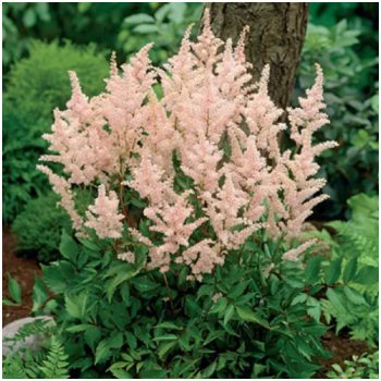 Čechrava Peach Blossom - Astilbe japonica - hlízy čechravy - 1 ks