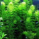 Akvarijní rostliny Ceratophyllum demersum - Růžkatec ponořený