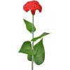 Květina Celosia červená balení 3 ks, 64 cm