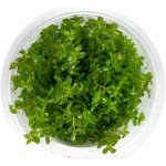 Rotala rotundifolia - Kolovka okrouhlolistá – Zboží Dáma