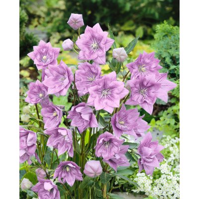 Boubelka růžová 'Platycodon grandiflorus' 3 ks – Sleviste.cz