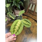 Marantha Leuconeura Fascinator – Sleviste.cz